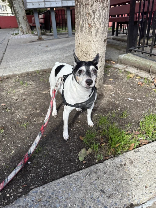 A white and black Rat Terrier mix dog is outside, standing next to a tree in the sidewalk. She's on a red plaid leash and looks directly at the camera, with her ears perked up. 