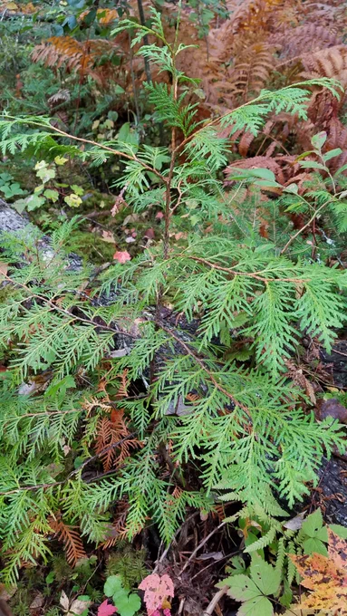 Northern white cedar sapling in the forest