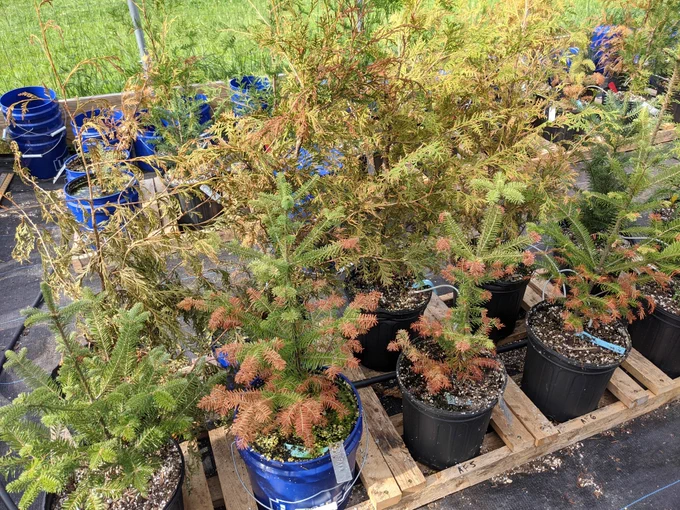 Recent study of drought and flood impacts on cedar and fir regeneration