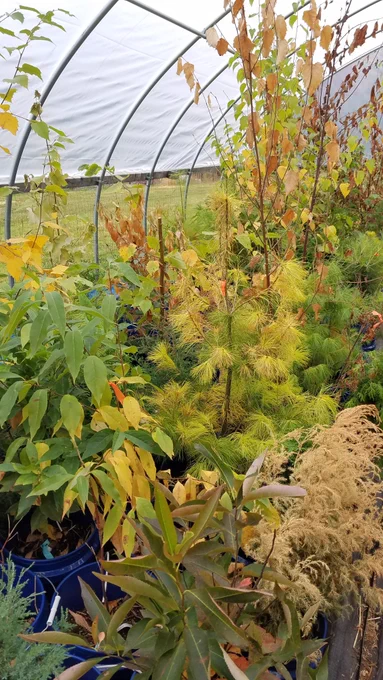 Recent work on how drought timing impacts growth and physiology of six tree species