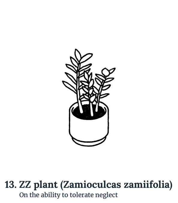 #13. ZZ plant (Zamioculcas zamiifolia)
On the ability to tolerate neglect
