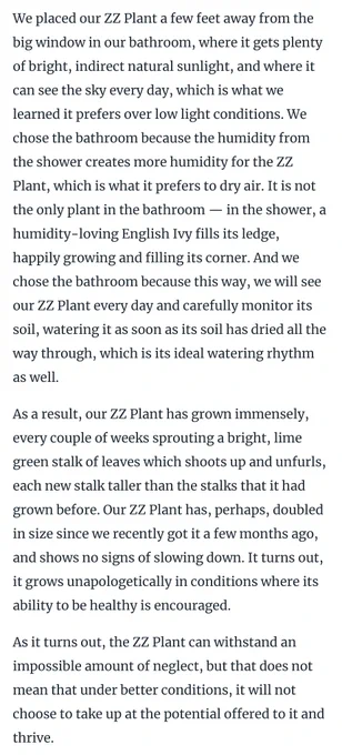 We placed our ZZ Plant a few feet away from the big window in our bathroom, where it gets plenty of bright, indirect natural sunlight, and where it can see the sky every day, which is what we learned it prefers over low light conditions. We chose the bathroom because the humidity from the shower creates more humidity for the ZZ Plant, which is what it prefers to dry air. It is not the only plant in the bathroom — in the shower, a humidity-loving English Ivy fills its ledge, happily growing and filling its corner. And we chose the bathroom because this way, we will see our ZZ Plant every day and carefully monitor its soil, watering it as soon as its soil has dried all the way through, which is its ideal watering rhythm as well.

As a result, our ZZ Plant has grown immensely, every couple of weeks sprouting a bright, lime green stalk of leaves which shoots up and unfurls, each new stalk taller than the stalks that it had grown before. 


(full text at link)