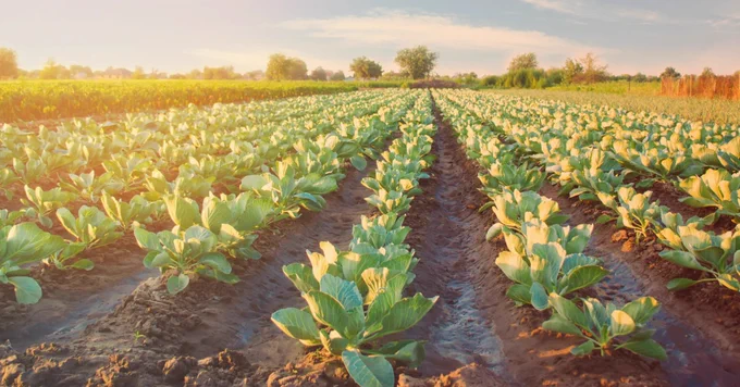 Green crops grow in rows with brown dirt in between. 