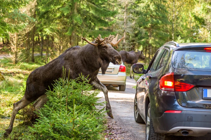 Moose stepping onto road in front of car, human-wildlife conflict.