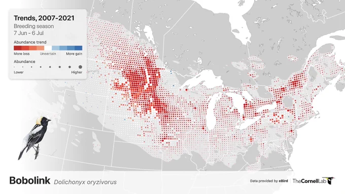 Map of North America with red dots showing where populations of Bobolink have declined over the past few decades. The map is awash with red dots, with a picture of a Bobolink in the bottom left corner.