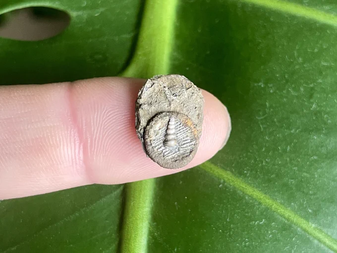 Image of an index finger holding a small oval shaped bit of creamy brown coloured limestone which measures 11mm top to bottom. In the centre is a gastropod which has a tall spiral shell resembling a unicorn horn. Underneath is a net like texture - this is a fossilised bryozoan. The bryozoans are lying on top of a circular disc which is the ossicle of a crinoid. The crinoid is on top of a fragment of brachiopod shell which shows some preservation of its original shell.