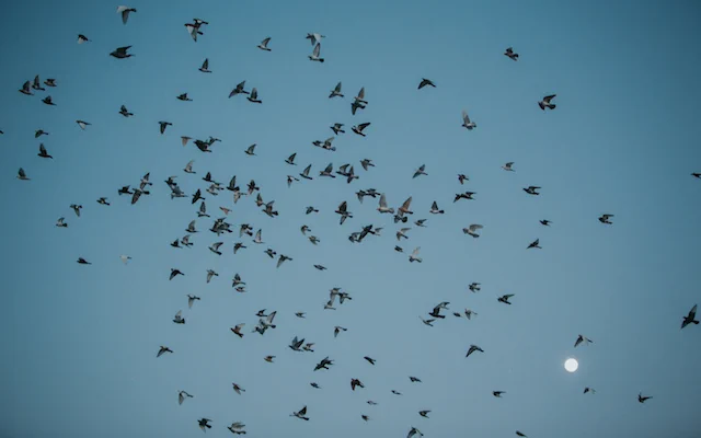 Image of pigeons flying at night against a moonlit sky, from Duke Riley's Fly By Night (2016).