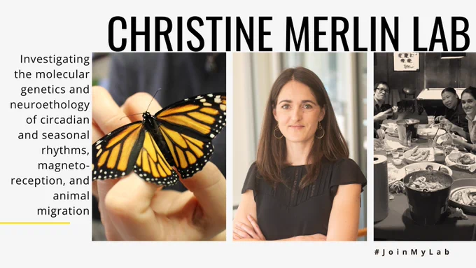 Christine Merlin Lab: Investigating the molecular genetics and neuroethology of circadian and seasonal rhythms, magneto-reception, and animal migration