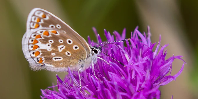 Butterfly landing on a flower