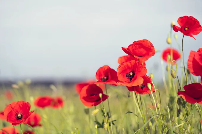 Poppies field