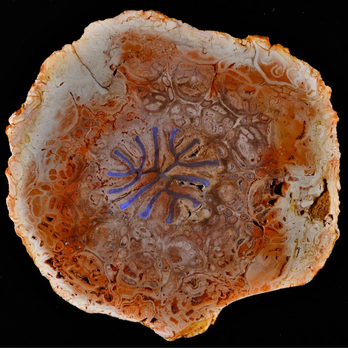 Fossilised stem of Dernbachia brasiliensis, a tree fern, in cross-section with a large xylem strand in the centre, arranged in a stellar shape of separate narrow, branching bands.
Image credit: (c) Ludwig Luthardt, Museum für Naturkunde Berlin