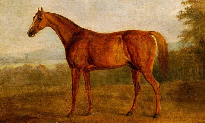 A painting of the 1700s racehorse, 'Potoooooooo'