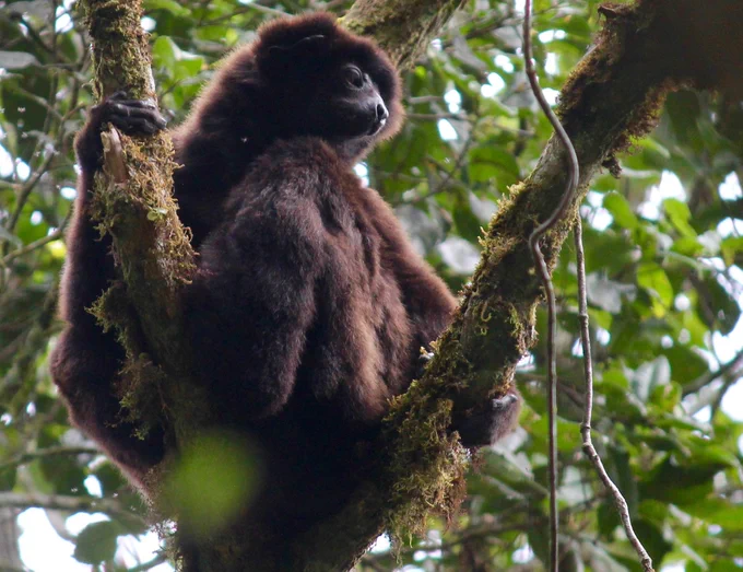 Photo of a sifaka in a tree