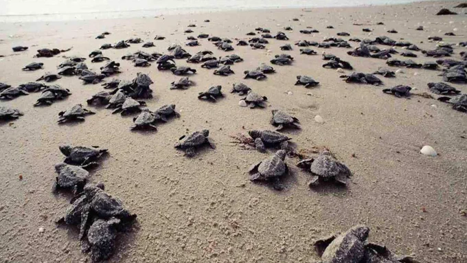 Thousands of baby turtles in a beach. 
#seaturtles #savetheseaturtles #seaturtles🐢 #saveseaturtles #greenseaturtles #seaturtlesofinstagram #babyseaturtles #seaturtleselfie #iloveseaturtles #saveourseaturtles #loveseaturtles  