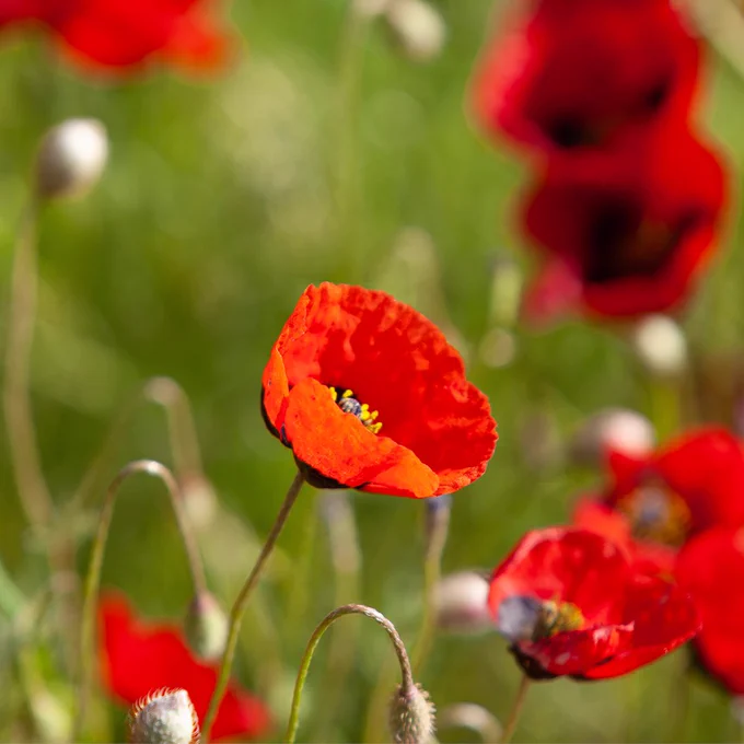Image contains: Plant, Flower, Blossom
