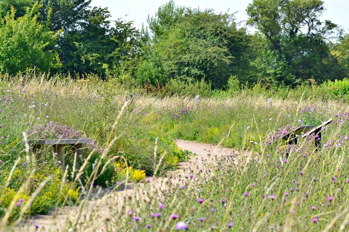 A photograph of a Butterfly Conservation reserve with lots of flowers and green space, with a path running through the centre of the reserve.