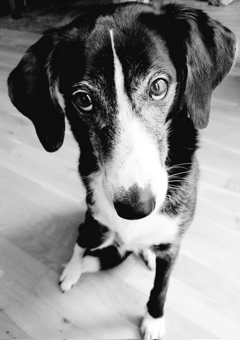 Ein schwarzweißer, dreibeiniger Hund sieht in die Kamera. Das Foto ist schwarzweiß. 
