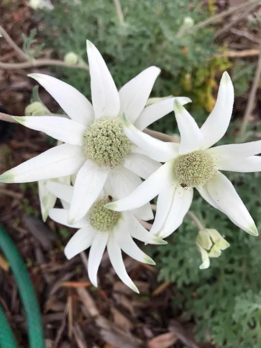 Three flannel flowers in full bloom