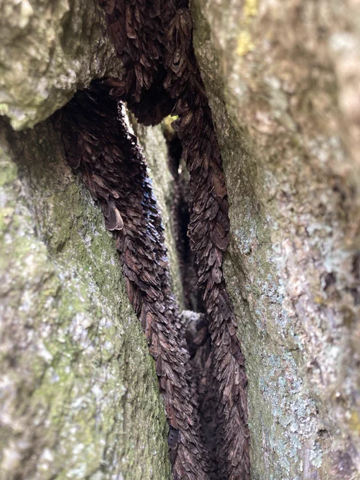 Bogong moths in crevice. Thanks to Meg for photo.