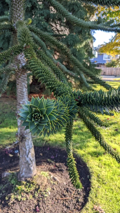 A photo of a tree, with the photo focusing on the end of a branch. The tree has a slightly spiky trunk towards the top, and its branches are very spiky and thin and long. The end of the branch looks a bit like a hens and chicks succulent.