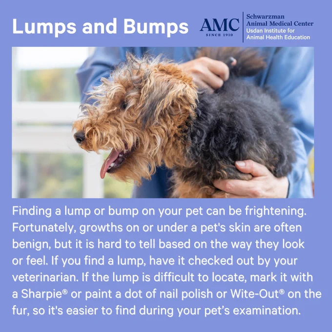 Lumps and bumps. If you find a lump on your pet, have it checked out by your veterinarian. If it's a hard to locate lump, mark it with a Sharpie, Wite-Out, or dot of nail polish on the fur so it's easier to find during an examination.