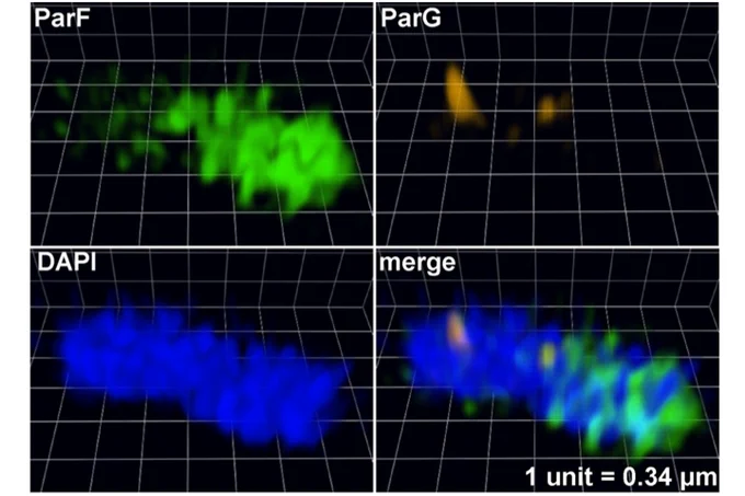 Super-resolution microscopy images of an E. coli cell