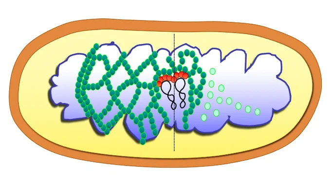 Schematic of a bacterial cell with plasmids being segregated prior to cell division