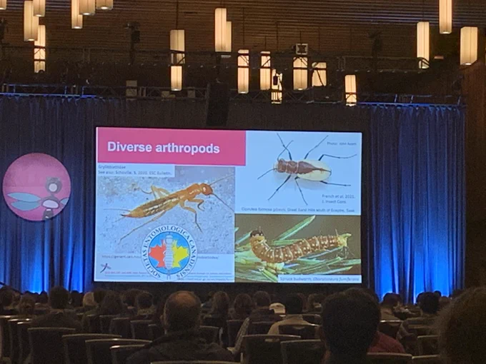 Insect diversity in Canada introduced at conference