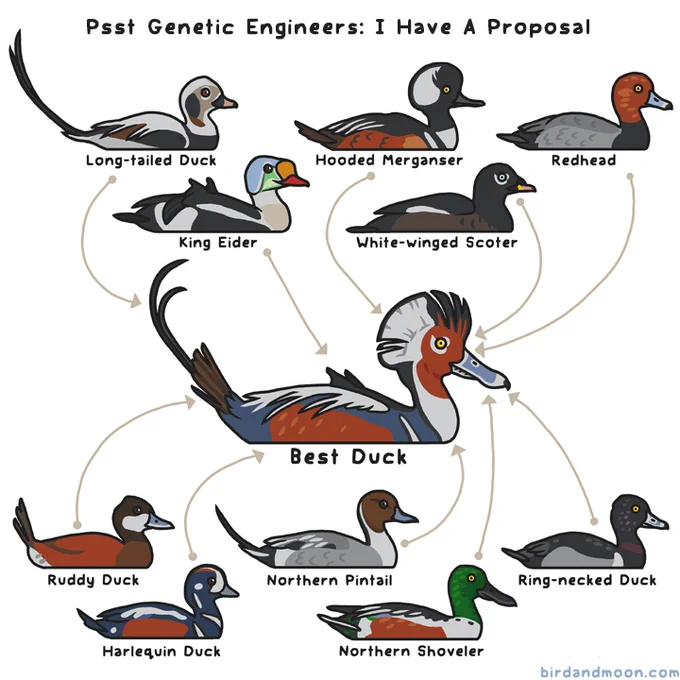 A drawing titled "Psst Genetic Engineers: I Have A Proposal". There are drawings of ten beautiful duck species, with arrows leading from each duck to a spectacular hypothetical hybrid Best Duck with a long-tailed duck's tail plumes, ruddy duck's spiky tail, king eider's back plumes, hooded merganser's hood, white-winged scoter's eye makeup, redhead's red head, ring-necked duck's bill pattern, northern shoveler's bill shape, northern pintail's neck pattern, and harlequin duck's body color.