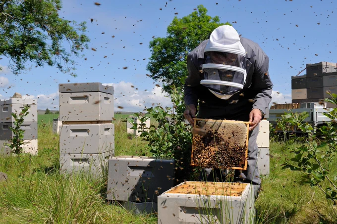A beekeeper in full protective gear opens up a hive to extract honey