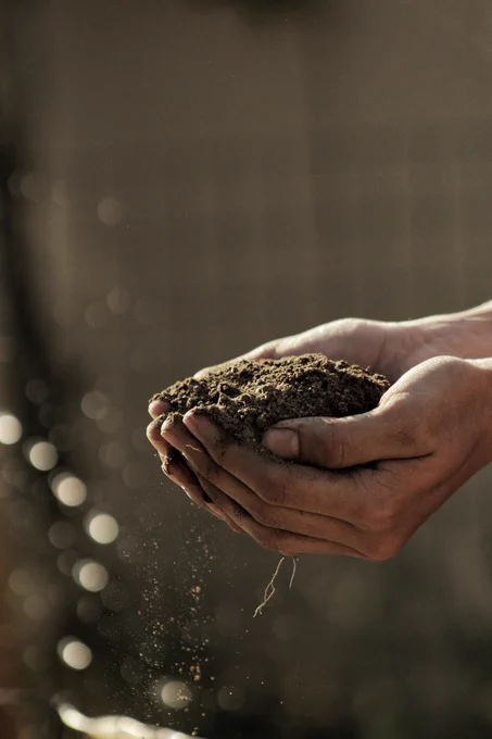 Hands cup soil.