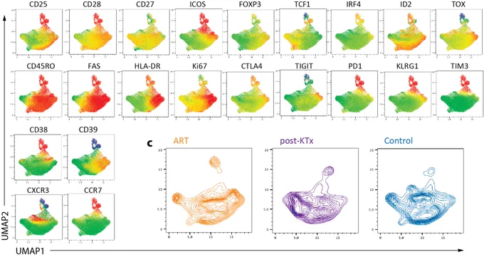 Portraits of Tregs after liver transplantation