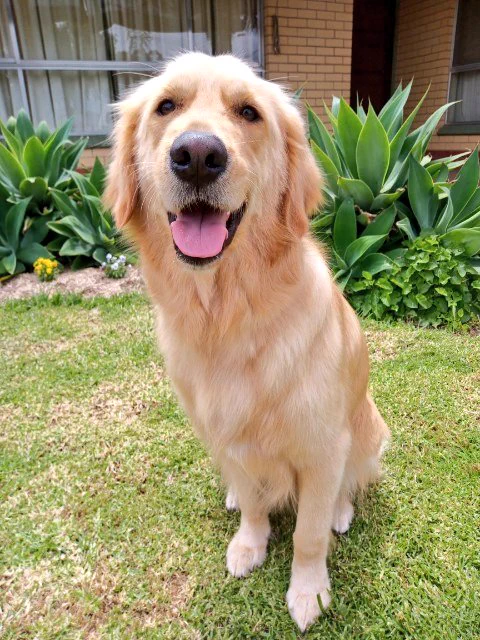 Panko the golden retriever is sitting on the grass in front of a house, with a garden bed behind him. He's smiling