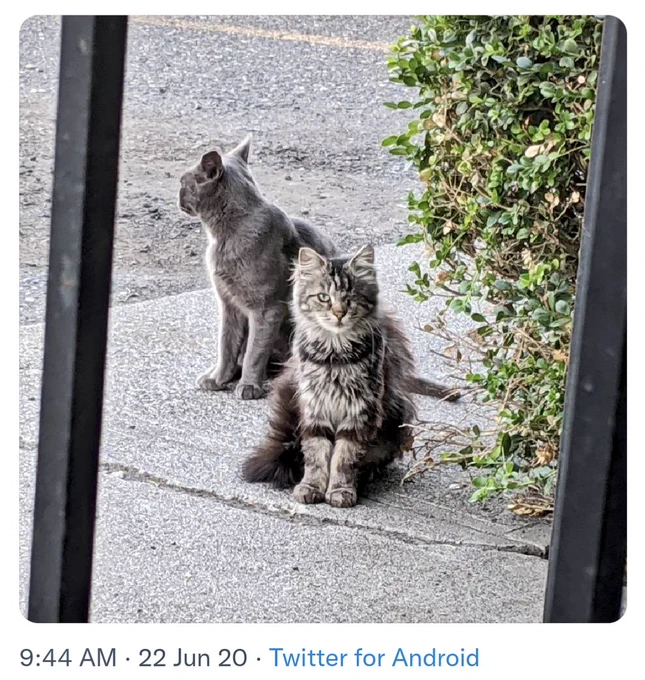 A screenshot of a tweet from June 2020. Two young cats sit on the pavement by a bush. One is grey and looks away from the camera. Their name is Skoal Stash. One is a long haired tabby with one eye. Their name is Winky.