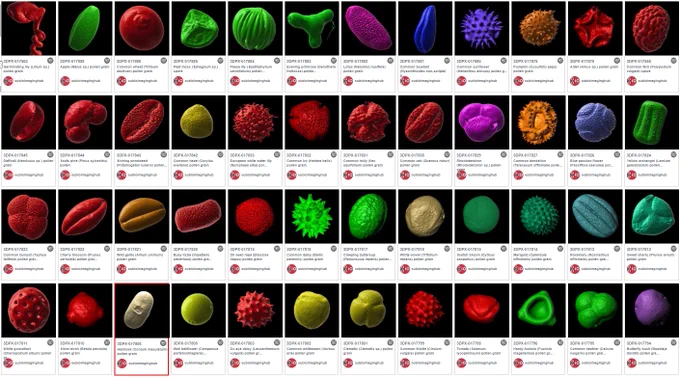Screenshot of pollen thumbnails from Hub's NIH 3Dprint exchange webpage