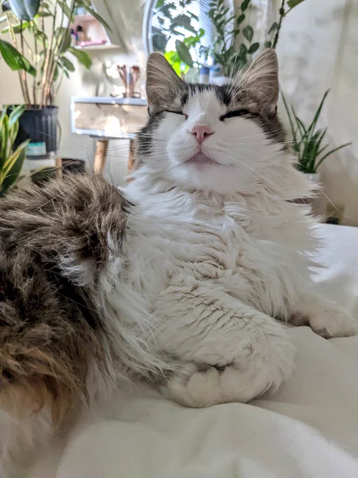 Primrose, a fluffy tabby, lays on a white bed. She closes her eyes and appears to be smiling. Her front paw is folded.