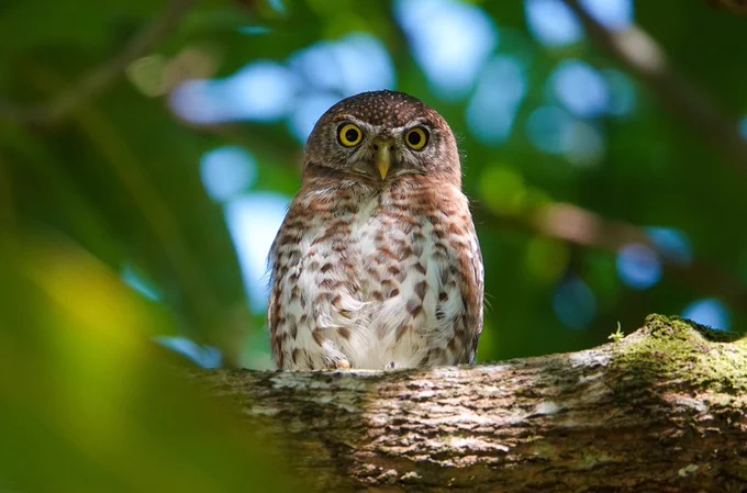 Cuban Pygmy Owl