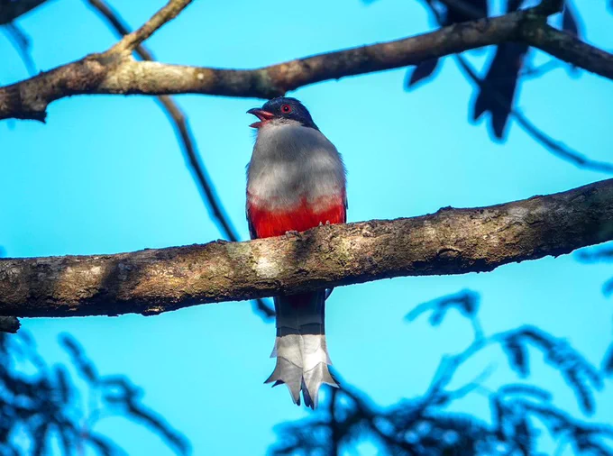 Cuban Trogan