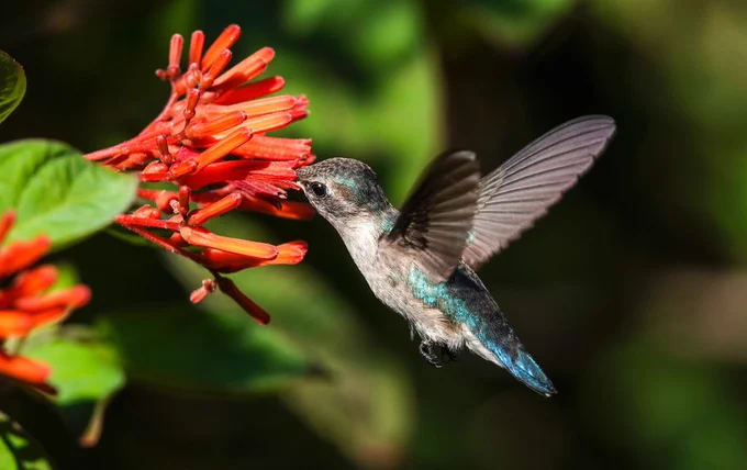 Bee Hummingbird
