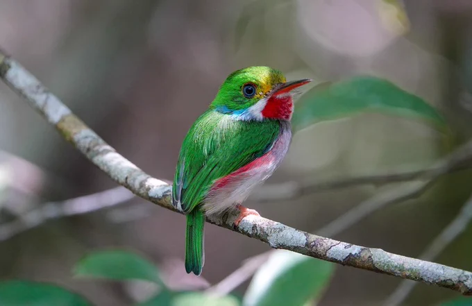 Cuban Tody