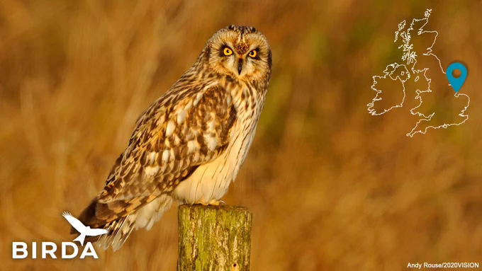 Long-eared owl perched on a wooden post