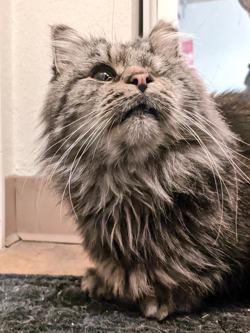 Winky, a long haired tabby with one eye, sits inside on a doormat. They look up off camera.