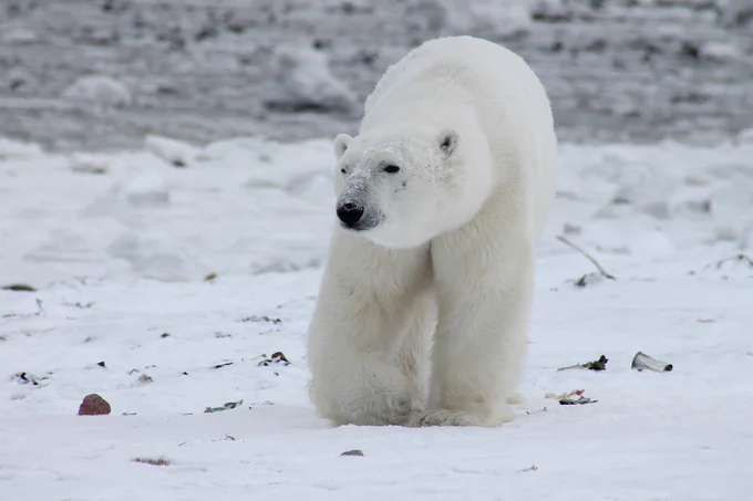 Polar bear Image by 358611 from Pixabay
