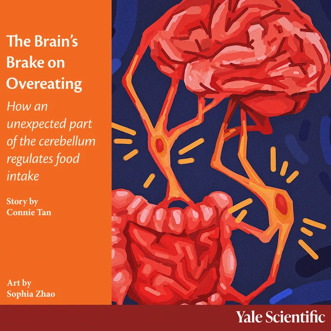 The brain's brake on overeating. How an unexpected part of the cerebellum regulates food intake. Story by Connie Tan. Art by Sophia Zhao.