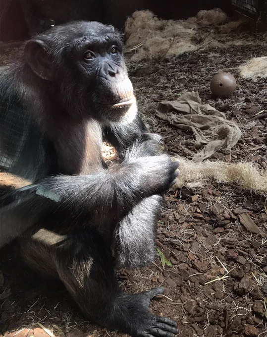 A chimpanzee sits in the sun