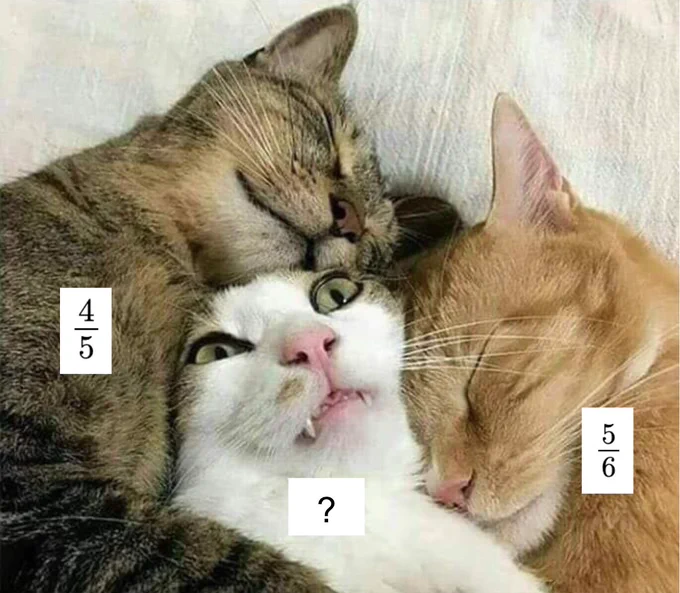 Two cats labeled 4/5 and 5/6 and a cat in between them.