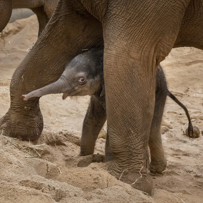 An Asian Elephant calf is standing between the legs of their mother with their trunk stretched out. They are standing on yellow sand.