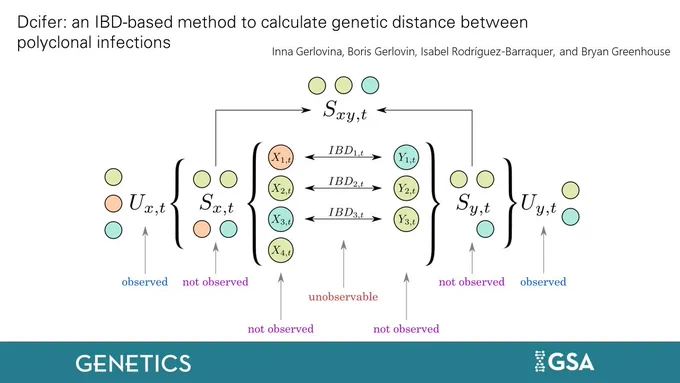 Dcifer: an IBD-based method to calculate genetic distance between polyclonal infections