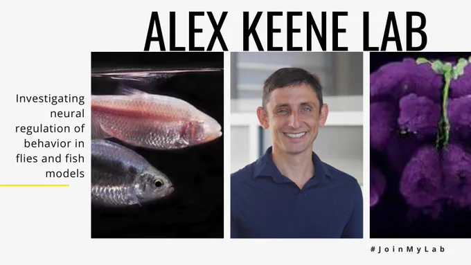 Alex Keene Lab: Investigating neural regulation of behavior in flies and fish models