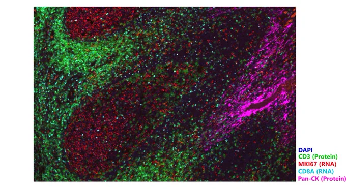 Concurrent detection of Protein and RNA biomarkers on a single slide through integrated ISP-ISH workflow